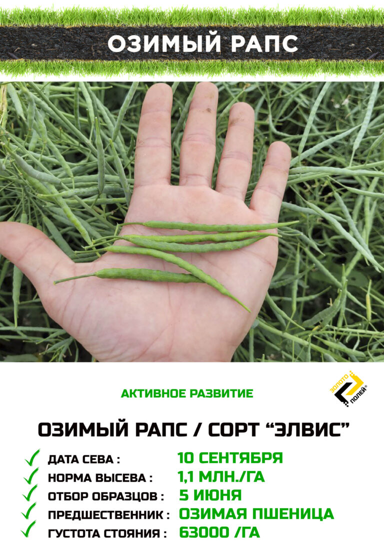 Озимый рапс Золото Полей